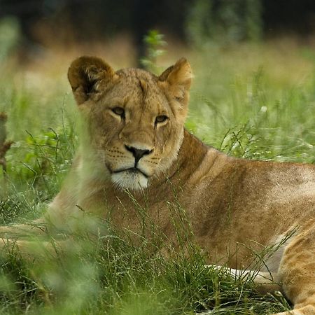Dyreparken Safarihotell Крістіансанн Екстер'єр фото