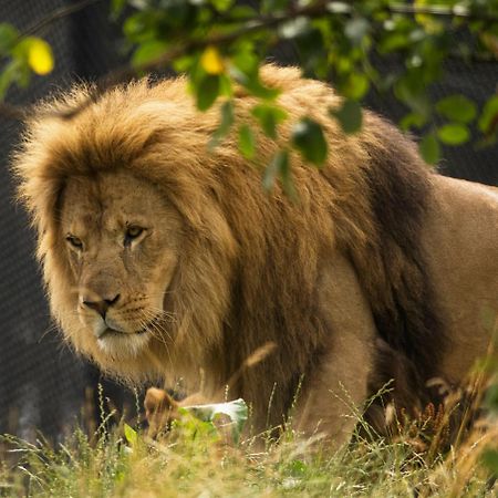 Dyreparken Safarihotell Крістіансанн Екстер'єр фото